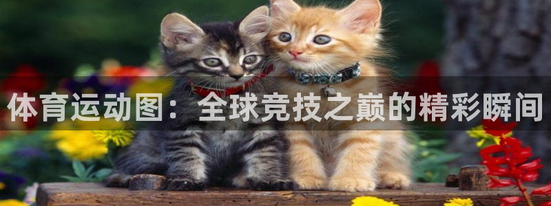 体育运动图：全球竞技之巅的精彩瞬间